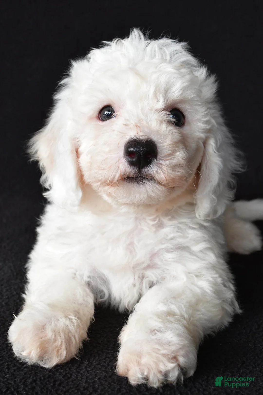 Bichon Frise dogs for sale: Buddy - Ad 2