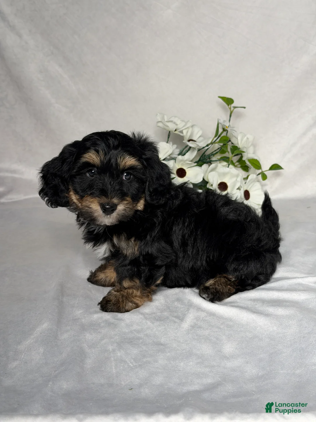 Mixed Breed dogs for sale: Chase - Ad 2