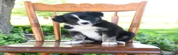 Border Collie dogs for sale: Laura - Ad 2
