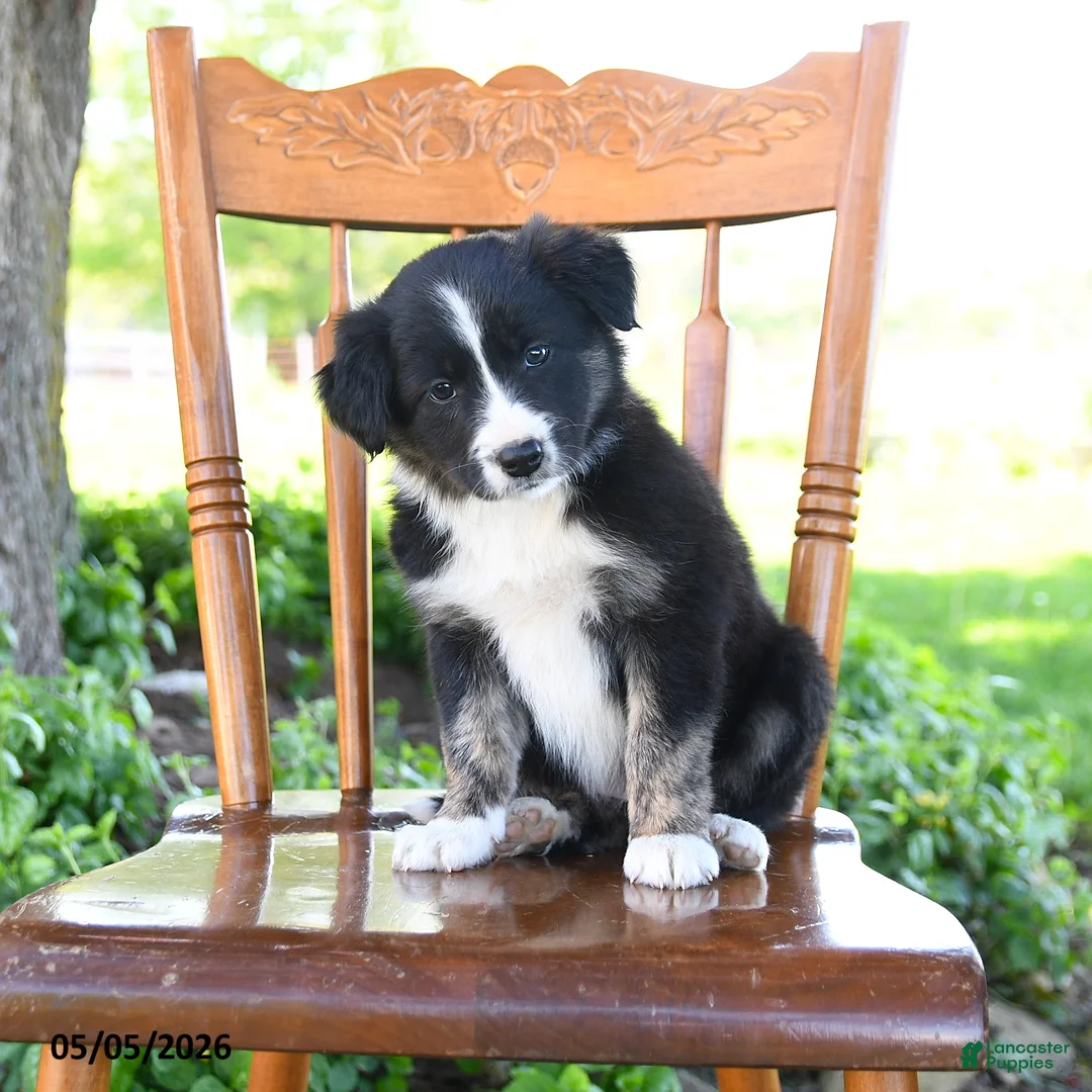 Border Collie dogs for sale: Laura - Ad 2