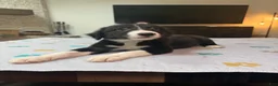 Border Collie dogs for sale: Paddy - Ad 3