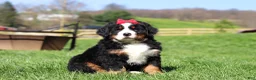 Bernese Mountain Dog dogs for sale: Florence - Ad 6