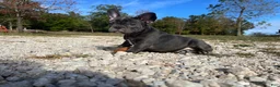 French Bulldog dogs for sale: Bloom  - Ad 16