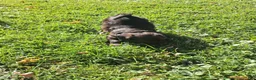 Mixed Breed dogs for sale: Wynnie - Ad 9