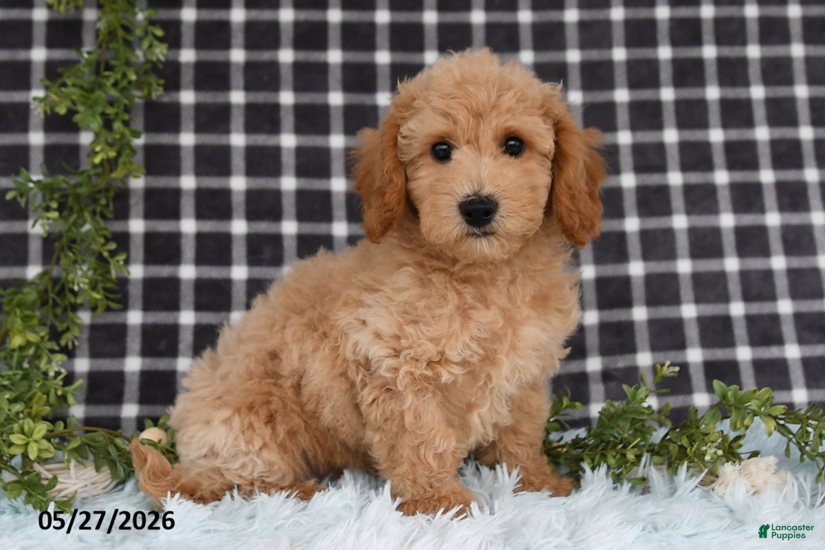 Bichpoo dogs Hugo - Ad 2