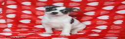 Chihuahua dogs for sale: Joy - Ad 5