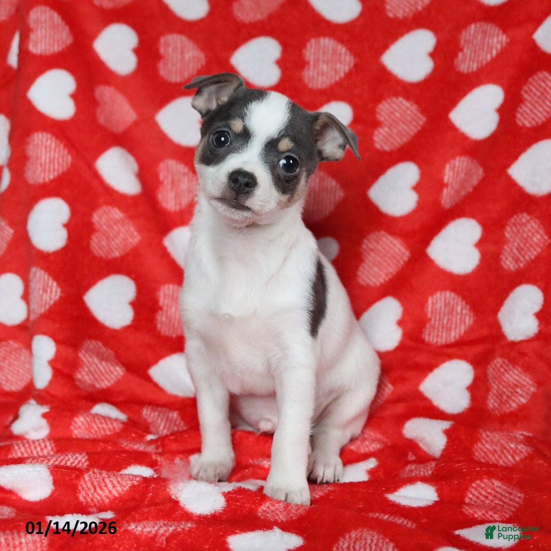 Chihuahua dogs for sale: Joy - Ad 5