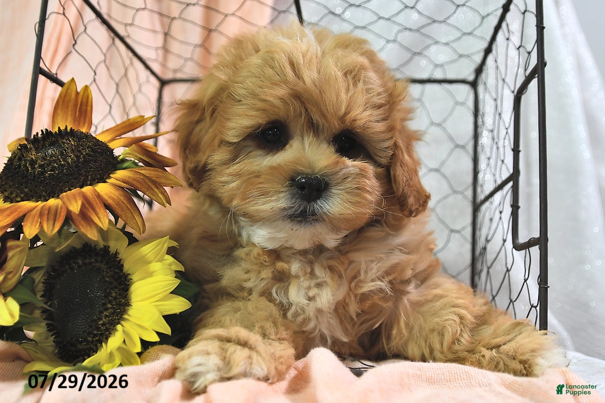 Shihpoo dogs Shari - Ad 1