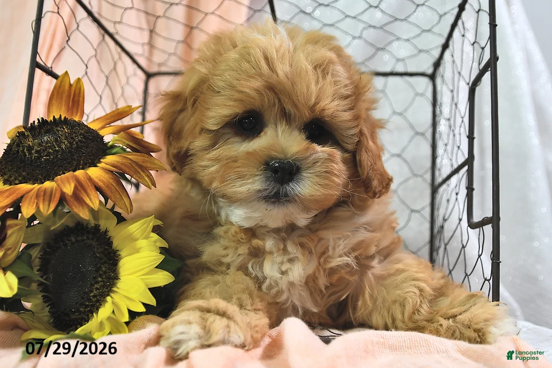 Shihpoo dogs for sale: Shari - Ad 1