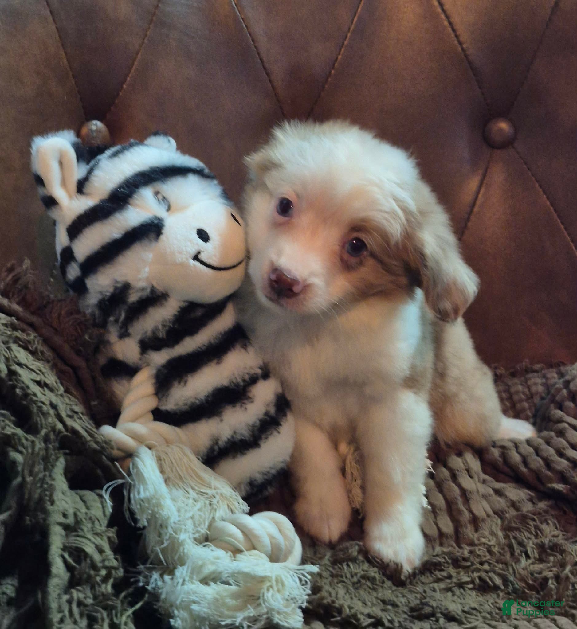Toy Australian Shepherd dogs Toy Australian Shepherd 2 - Ad 2