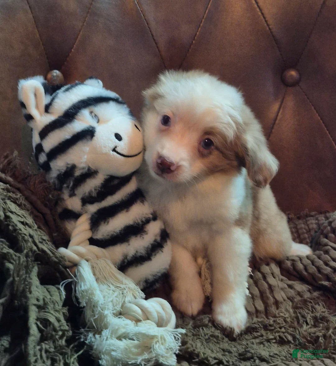 Toy Australian Shepherd dogs for sale: Toy Australian Shepherd 2 - Ad 2