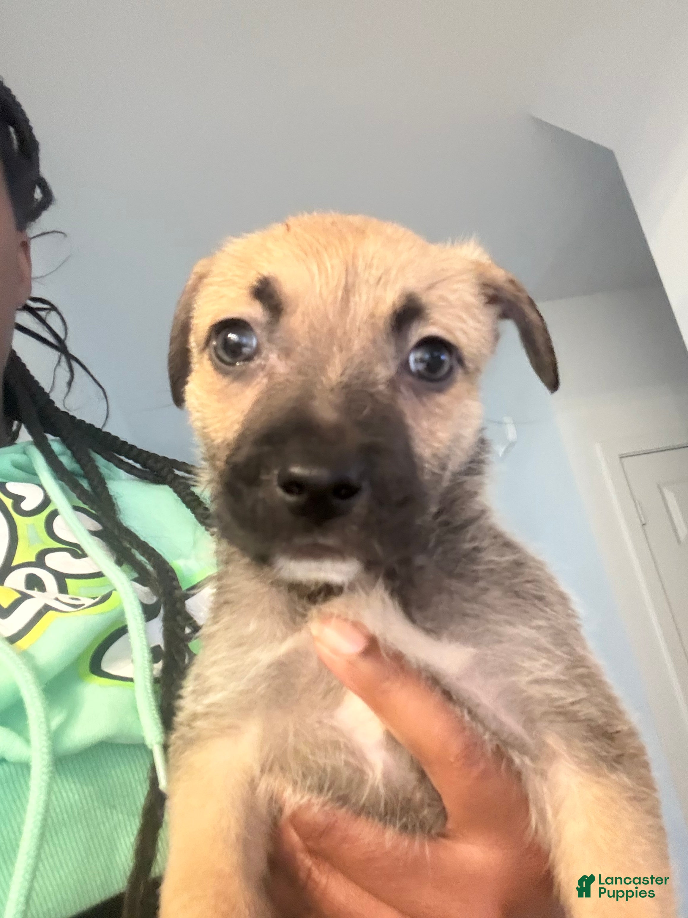 Mixed Breed dogs Mixed Breed Puppy 10 - Ad 17