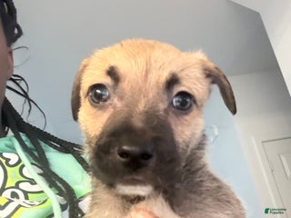 Mixed Breed dogs Mixed Breed Puppy 10 - Ad 14