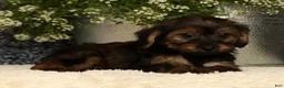 Yorkiepoo dogs for sale: Urban - Ad 6