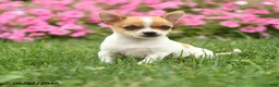 Chihuahua dogs for sale: Professor Tito - Ad 3