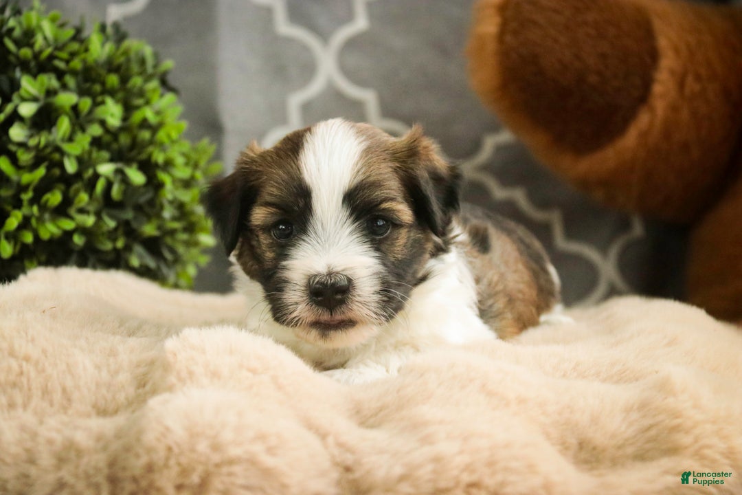 Havanese dogs for sale: Ranger - Ad 3