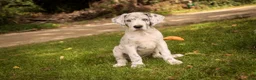 Great Dane dogs for sale: Beatrice Great Dane  - Ad 12
