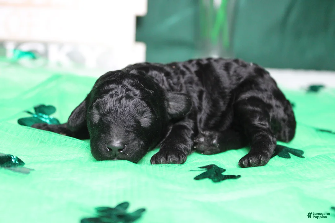 Toy Poodle dogs for sale: Ella  - Ad 4