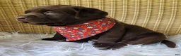 Labrador Retriever dogs for sale: Dax - Ad 5