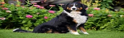 Bernese Mountain Dog dogs for sale: Brooklynn - Ad 6