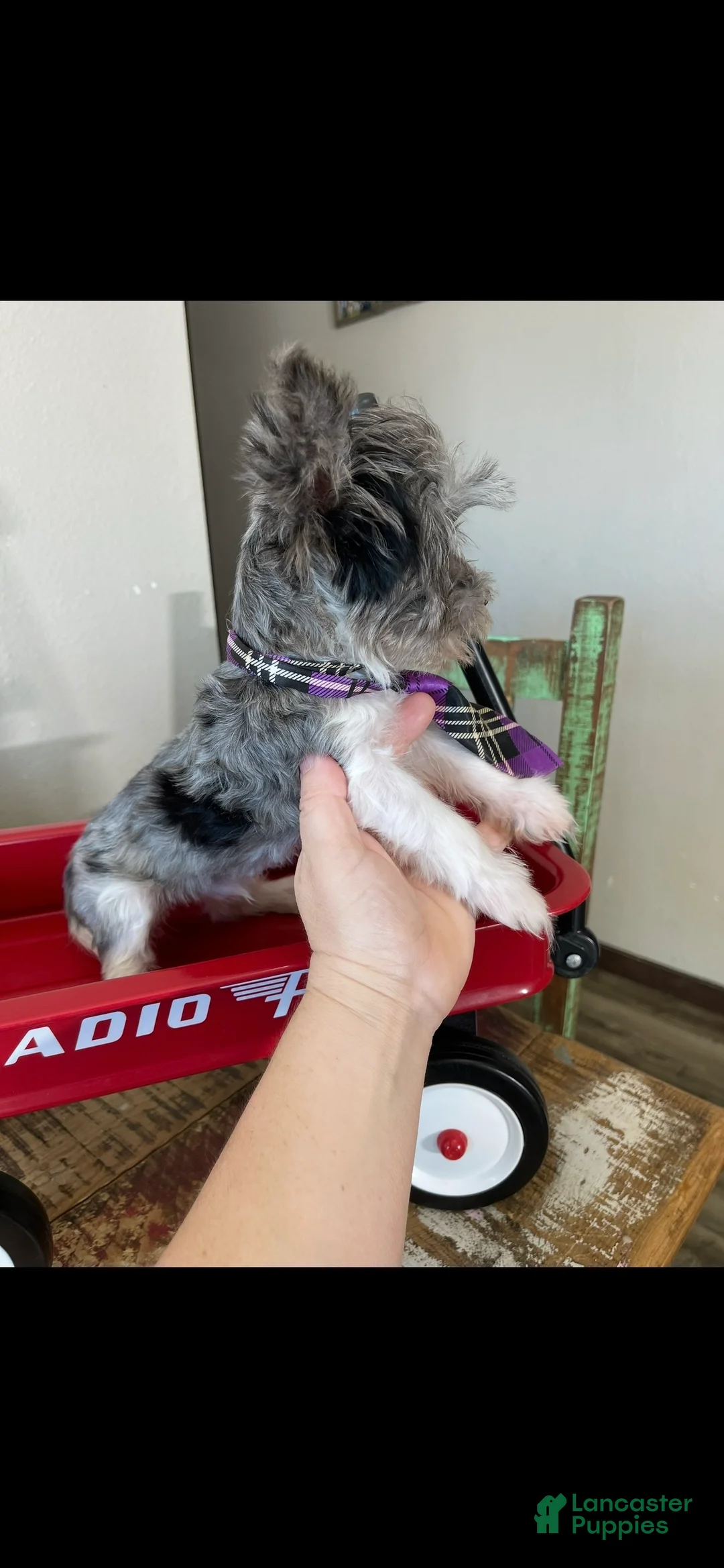 Yorkshire Terrier dogs for sale: KB BlackBerry Partial Blue eye - Ad 3