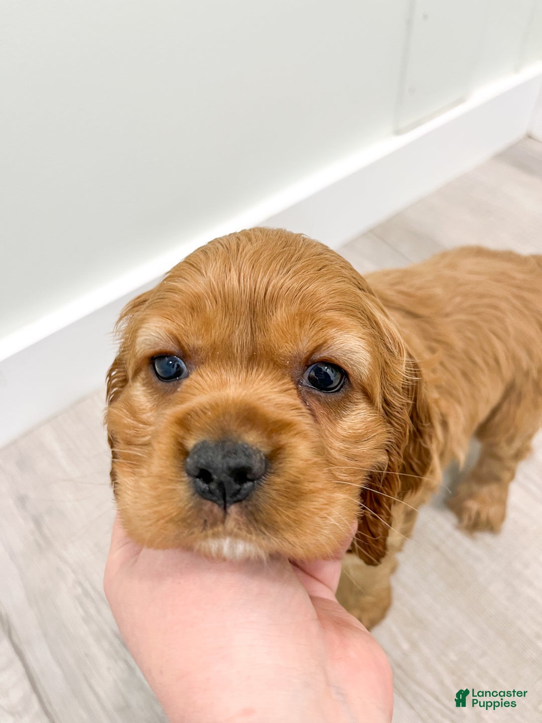 Cocker Spaniel dogs for sale: Hazel - Ad 6