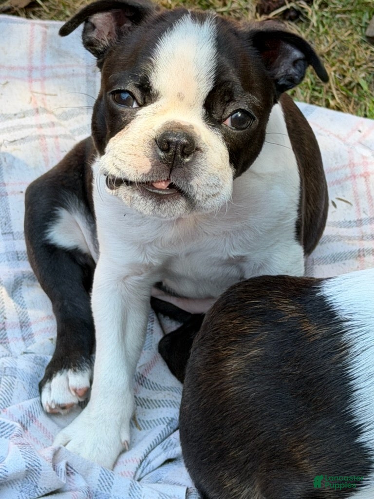 Boston Terrier dogs Jilly - Ad 1