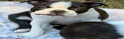 Boston Terrier dogs for sale: Jilly - Ad 1