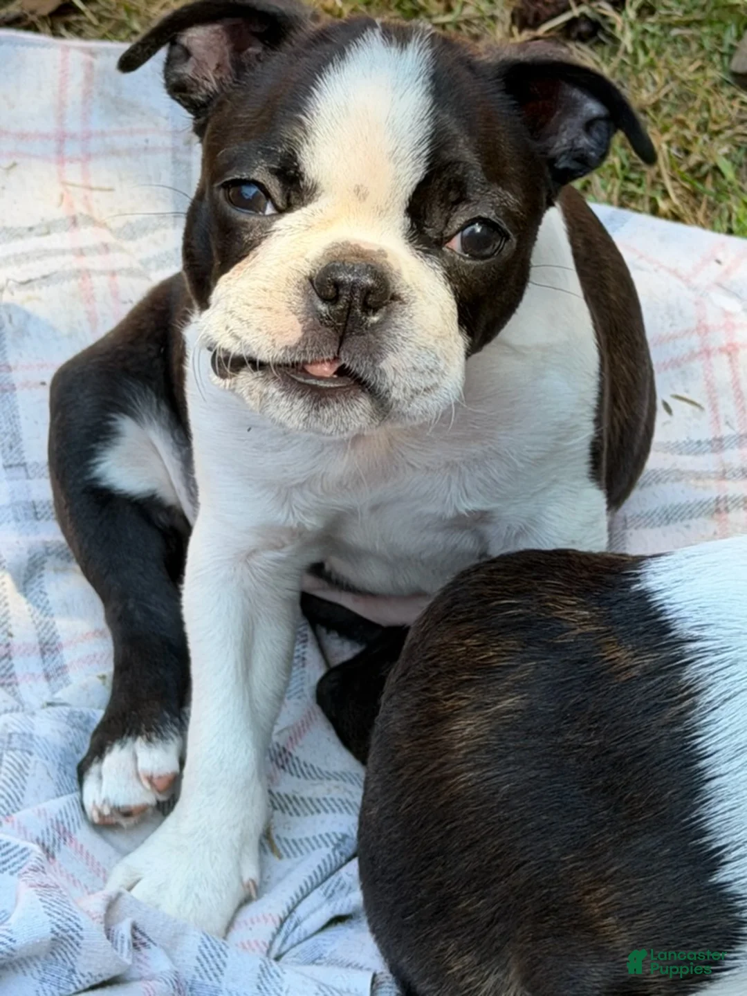 Boston Terrier dogs for sale: Jilly - Ad 1