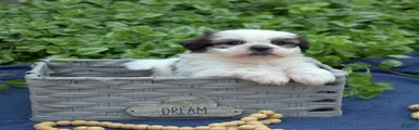 Cocoa 