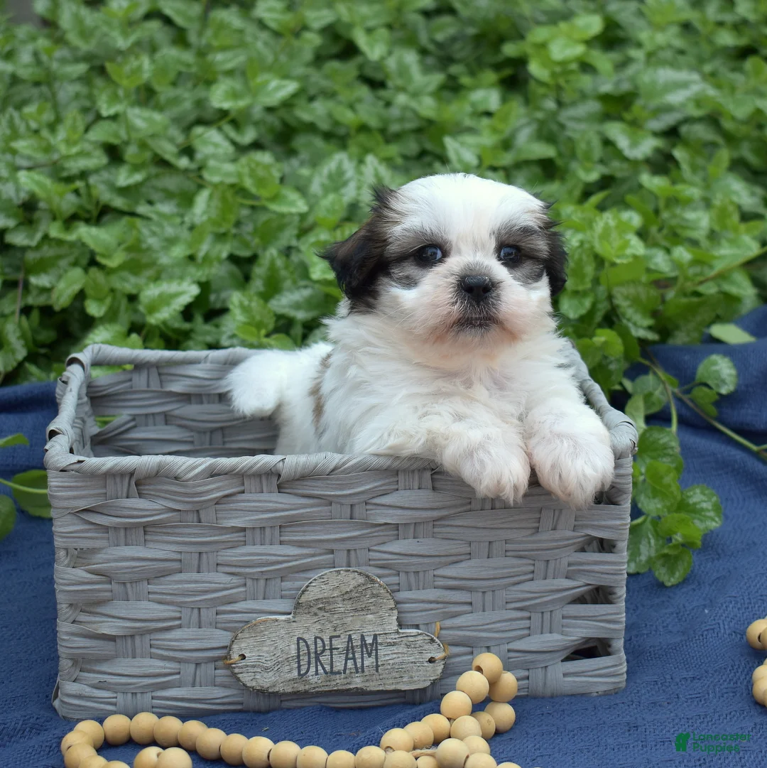 Shih Tzu dogs for sale: Cocoa  - Ad 1