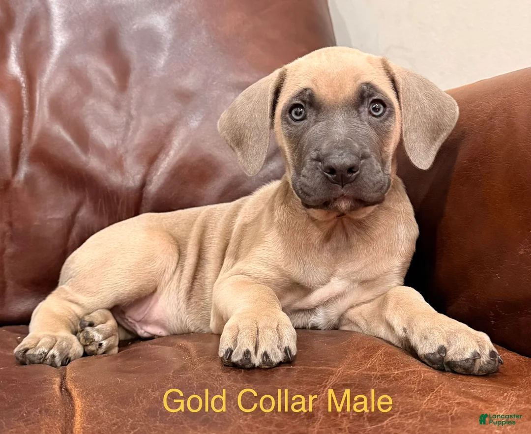 Cane Corso dogs for sale: Cane Corso Puppy Gold Collar Male - Ad 1