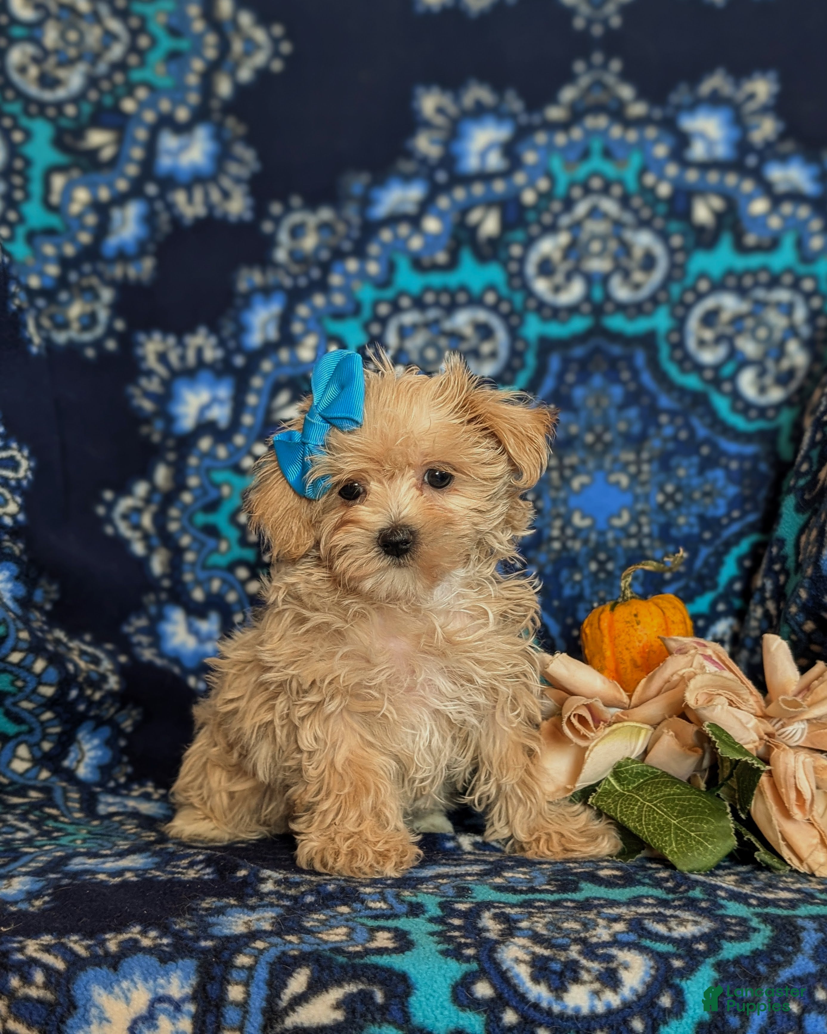Maltipoo dogs for sale: Jolene 6 lbs Full Grown - Ad 2