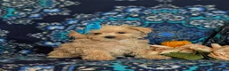 Maltipoo dogs for sale: Jolene 6 lbs Full Grown - Ad 2