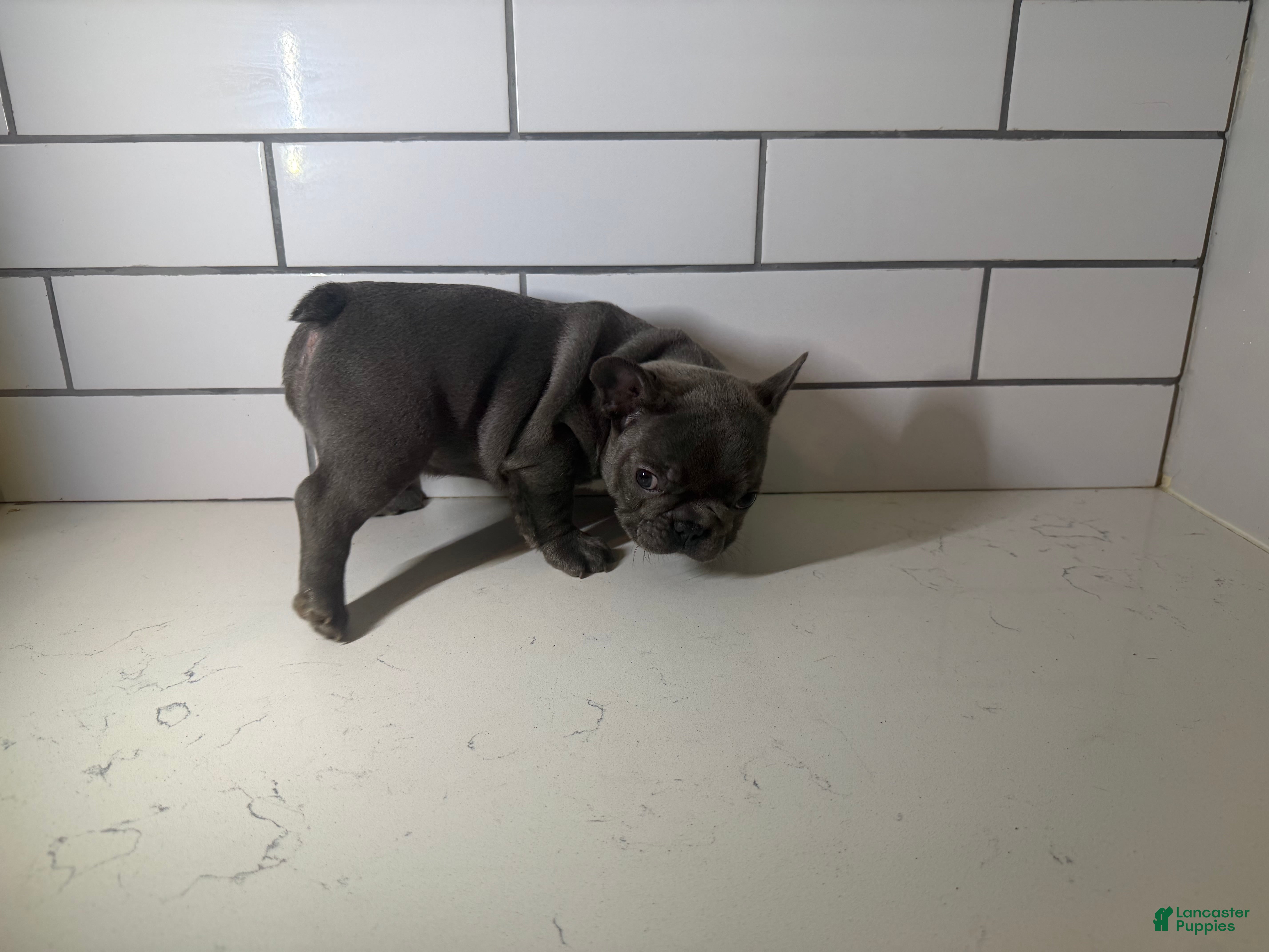 French Bulldog dogs French Bulldog Puppy 4 - Ad 21