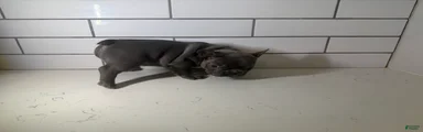 French Bulldog Puppy 4