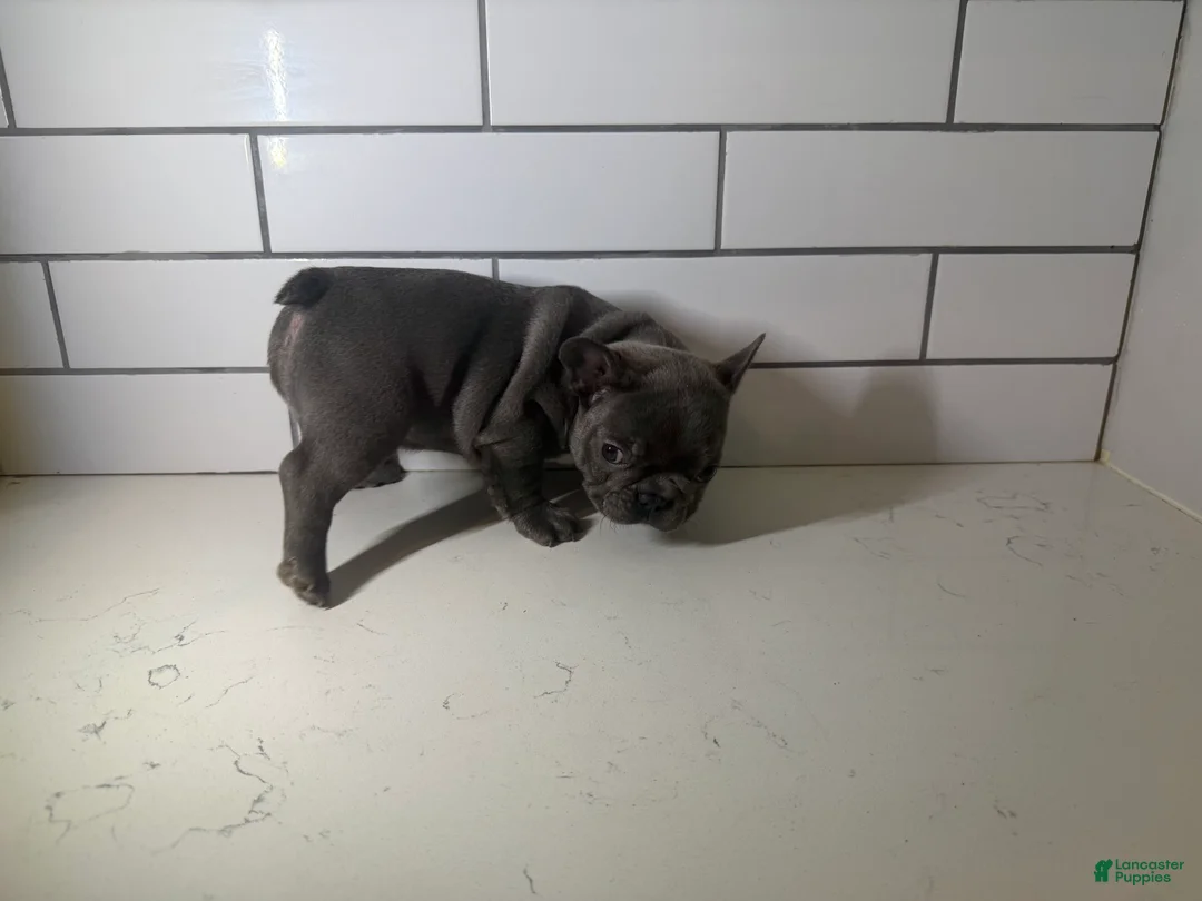 French Bulldog dogs for sale: French Bulldog Puppy 4 - Ad 1