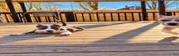 American Bully dogs for sale: 9x Kennels Marilyn Monroe  - Ad 6