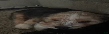 Mixed Breed Puppy 1