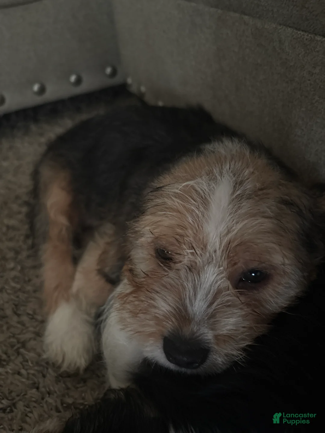 Mixed Breed dogs for sale: Mixed Breed Puppy 1 - Ad 1