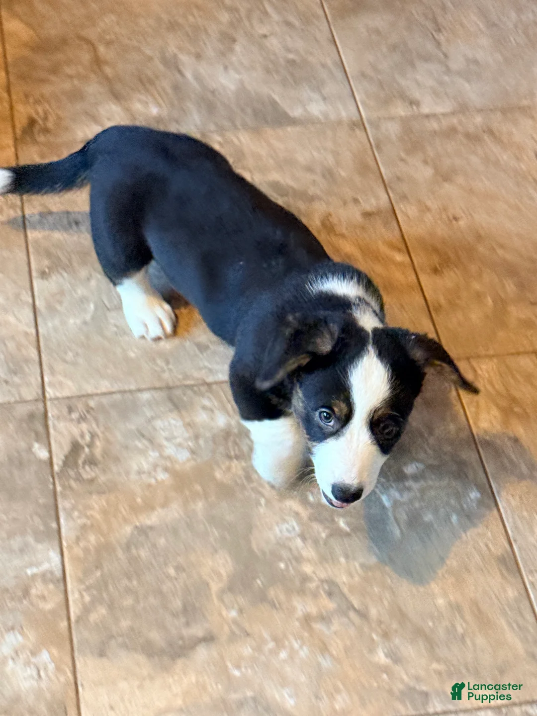 Welsh Corgi Cardigan dogs for sale: Timmy - Ad 4