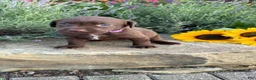 Labrador Retriever dogs for sale: Rosie - Ad 4