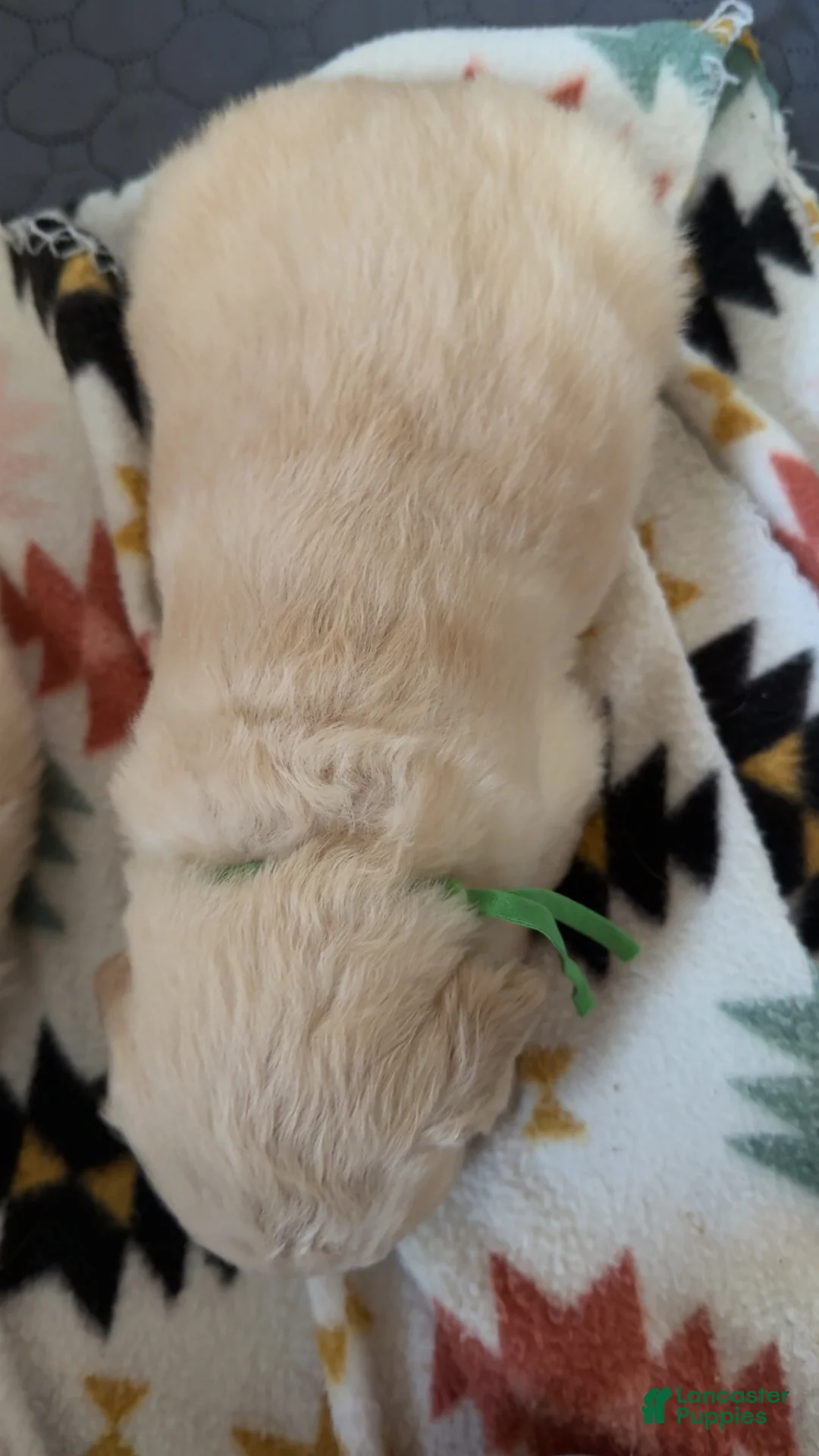 Golden Retriever dogs for sale: Peter (Green Collar) - Ad 2