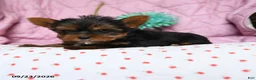 Yorkshire Terrier dogs for sale: Paprika - Ad 3