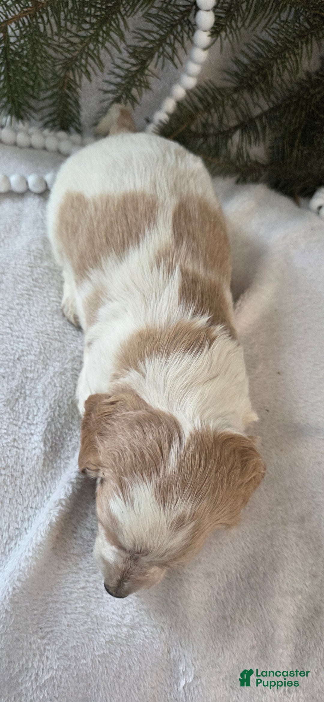 Miniature Dachshund dogs for sale: Jasper - Ad 8