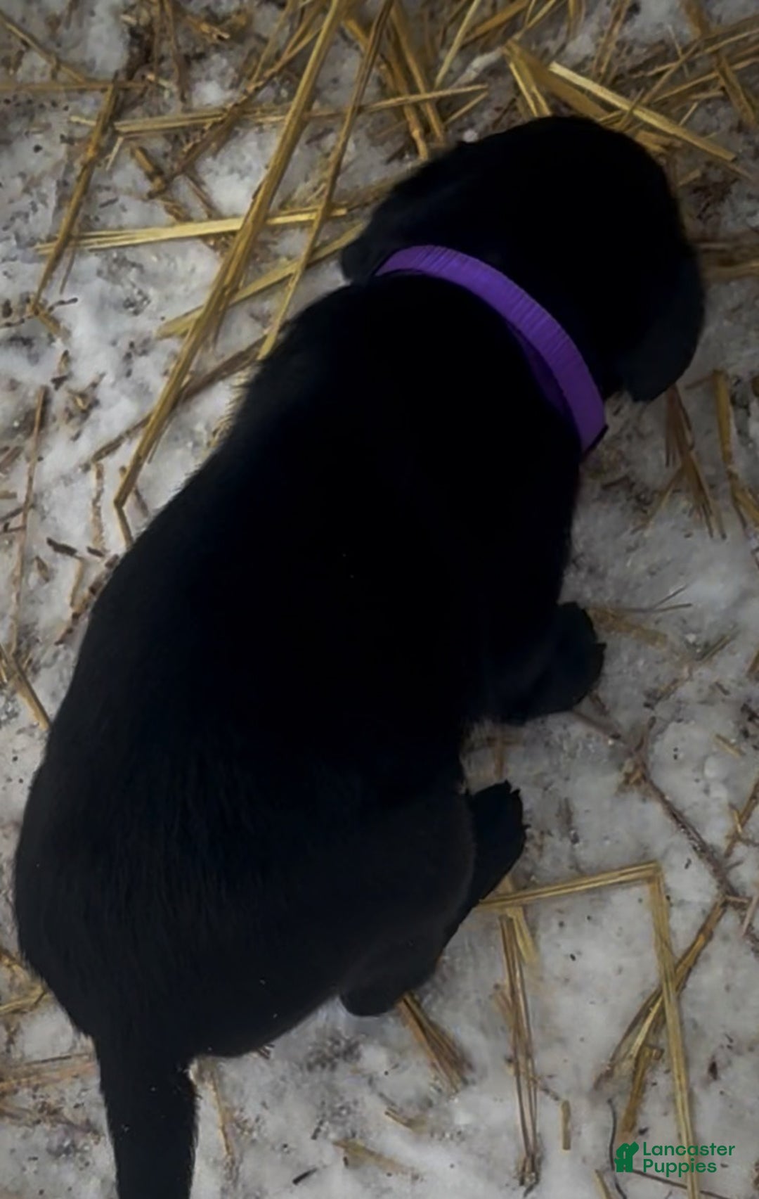 Labrador Retriever dogs for sale: Labrador Retriever Puppy 1 - Ad 3