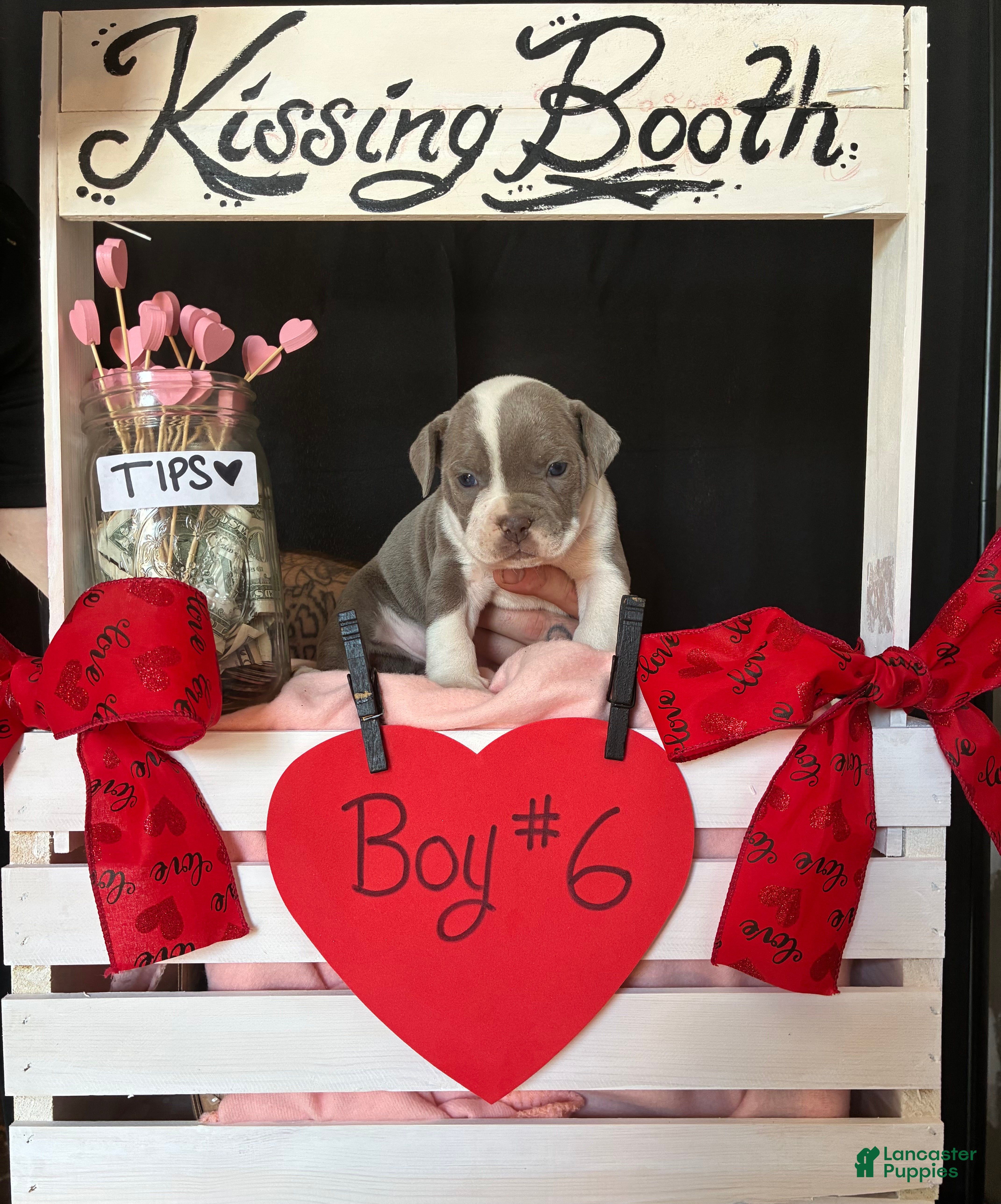 Olde English Bulldogge dogs Olde English Bulldogge Puppy 6 - Ad 23