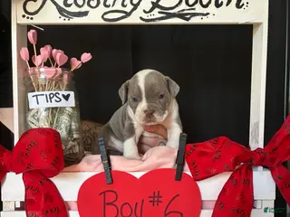 Olde English Bulldogge dogs Olde English Bulldogge Puppy 6 - Ad 23