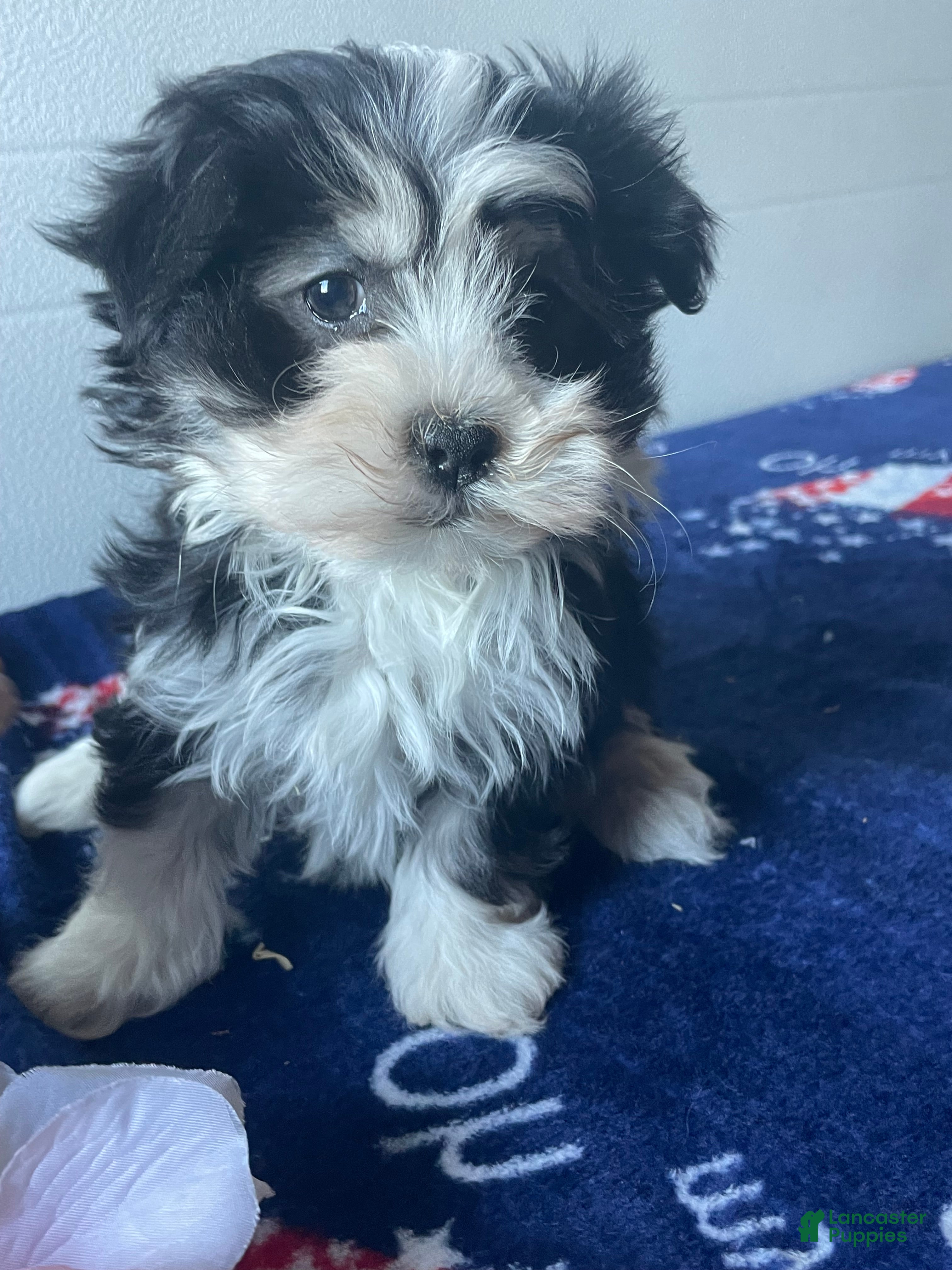 Havanese dogs Aria - Ad 24