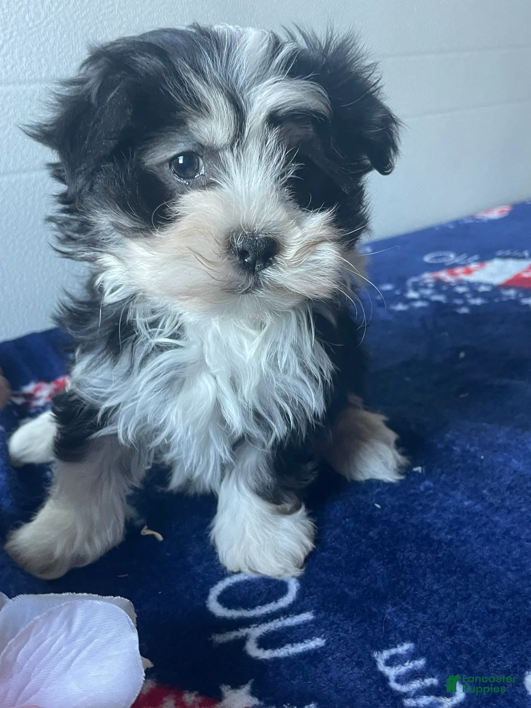 Havanese dogs for sale: Aria - Ad 1